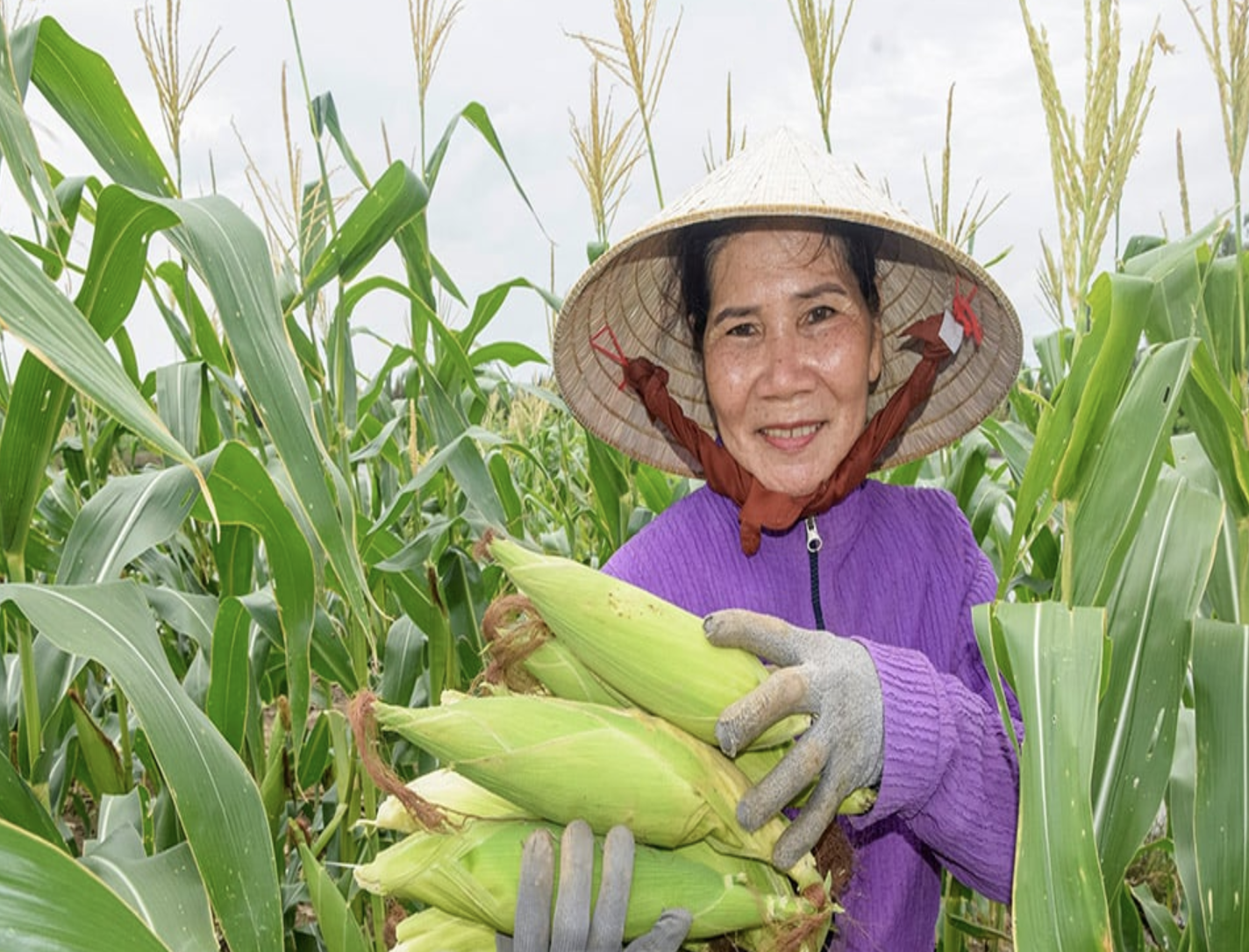 Nguyen Viet Khai – Reverdecimiento de tierras salinas, desarrollo de una acuicultura sostenible
